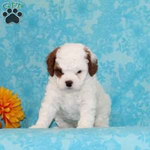 Choco Chip, Cavapoo Puppy